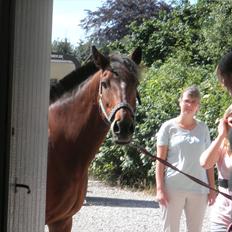 Hollandsk Sportspony Lukas R.I.P [Tidl. Hest]