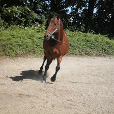 Hollandsk Sportspony Lukas R.I.P [Tidl. Hest]