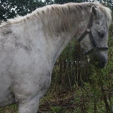 Anden særlig race miggi