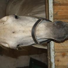 Anden særlig race miggi