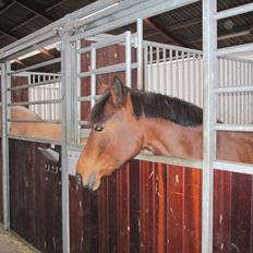 Anden særlig race Cher