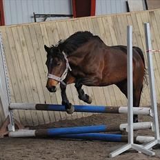 Anden særlig race Cher