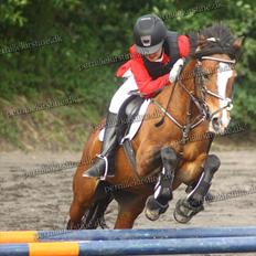 Belgisk Sportspony * Donna Van Stevenshof *