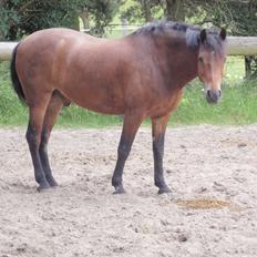 New Forest vadgård alix (part)