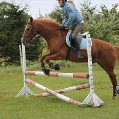 Anden særlig race Oliver