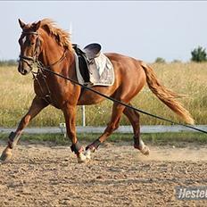 Frederiksborg Zorio Brentedal