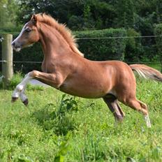 Welsh Mountain (sec A) Rø's Dizzy Mizz Lizzy