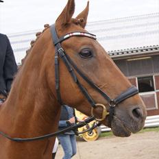 New Forest Simba B-PONY *R.I.P*