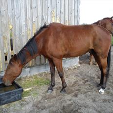 Traver Flying Corona (Fly)