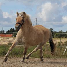Fjordhest Sanita Dalsgaard