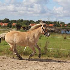 Fjordhest Sanita Dalsgaard