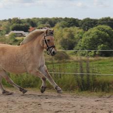 Fjordhest Sanita Dalsgaard