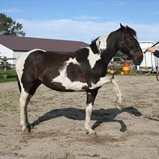 Hollandsk Varmblod Amigo *Legebarnet* *himmelhest*