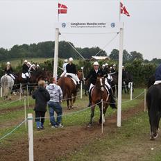 Dansk Varmblod Leika *R.I.P*