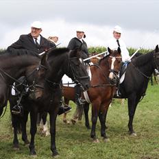 Dansk Varmblod Leika *R.I.P*