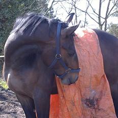 Oldenborg Pablo  (Muttis hest)