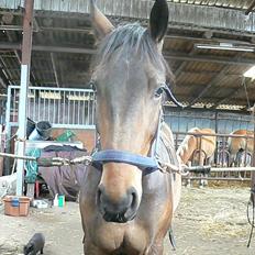 Oldenborg Pablo  (Muttis hest)