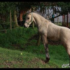 Barockpferd Birkegaards Braveheart R.I.P