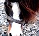 Islænder & shetlænder blanding Mio<3mit evige savn<3!)':