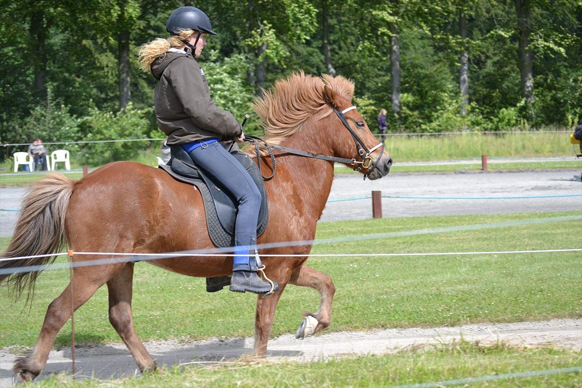 Islænder Sirius Fra Eyrarbakka - Mikrostævnet 2011  billede 12
