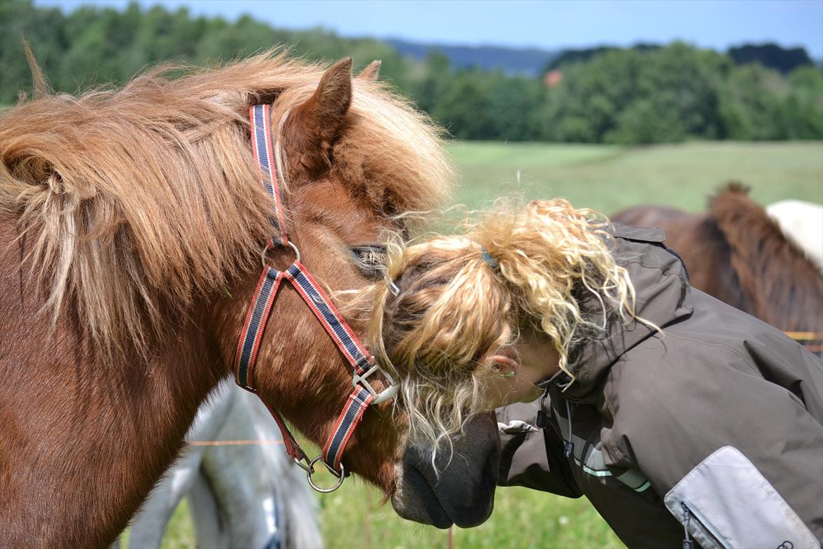 Islænder Sirius Fra Eyrarbakka - en god ven. billede 13