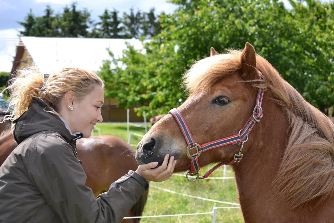 Islænder Sirius Fra Eyrarbakka - sjældent han gider snakke at snakke når der er græs i nærheden billede 14