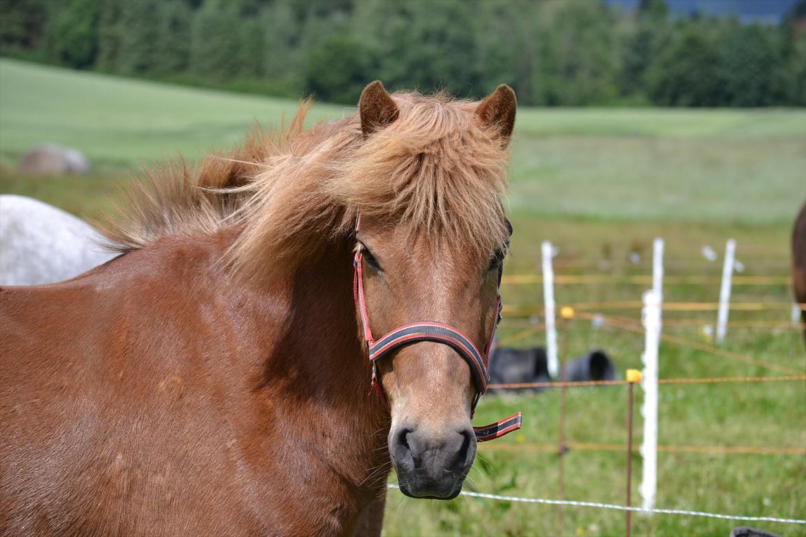 Islænder Sirius Fra Eyrarbakka - Halløj på folden :-)
 billede 15