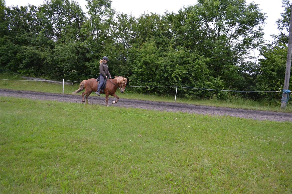Islænder Sirius Fra Eyrarbakka - Sirius trav. var igang med letridning derfor står jeg op i sadlen :) billede 16