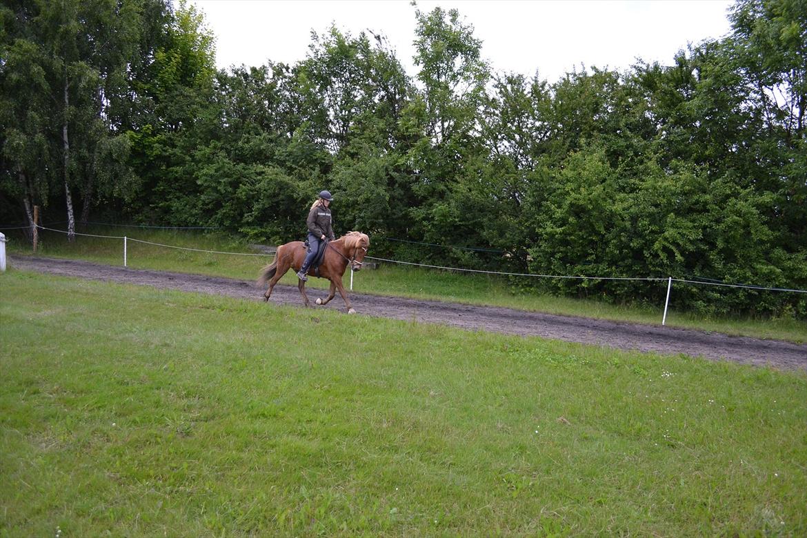 Islænder Sirius Fra Eyrarbakka - sirius nu (2011)  billede 17
