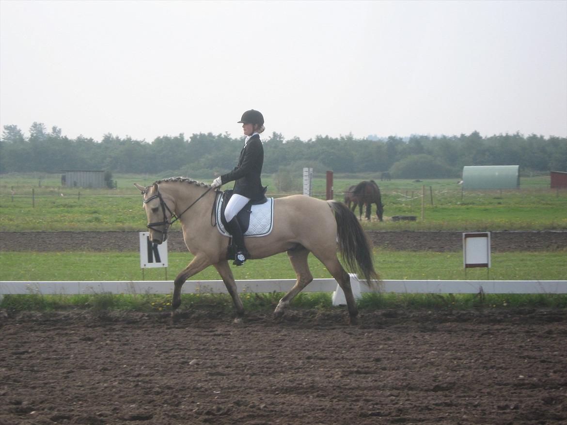 Anden særlig race Vangshøjs Baily <3 B-PONY - Baily på banen i BLAAK lørdag, skønne skønne pony, det blev samlet i weekenden til 3 2. pladser (dog uden placering, da der var for lidt startende til det) og en 1. plads, så er bare super tilfreds! :) 
Foto: Natascha Pedersen :) billede 14