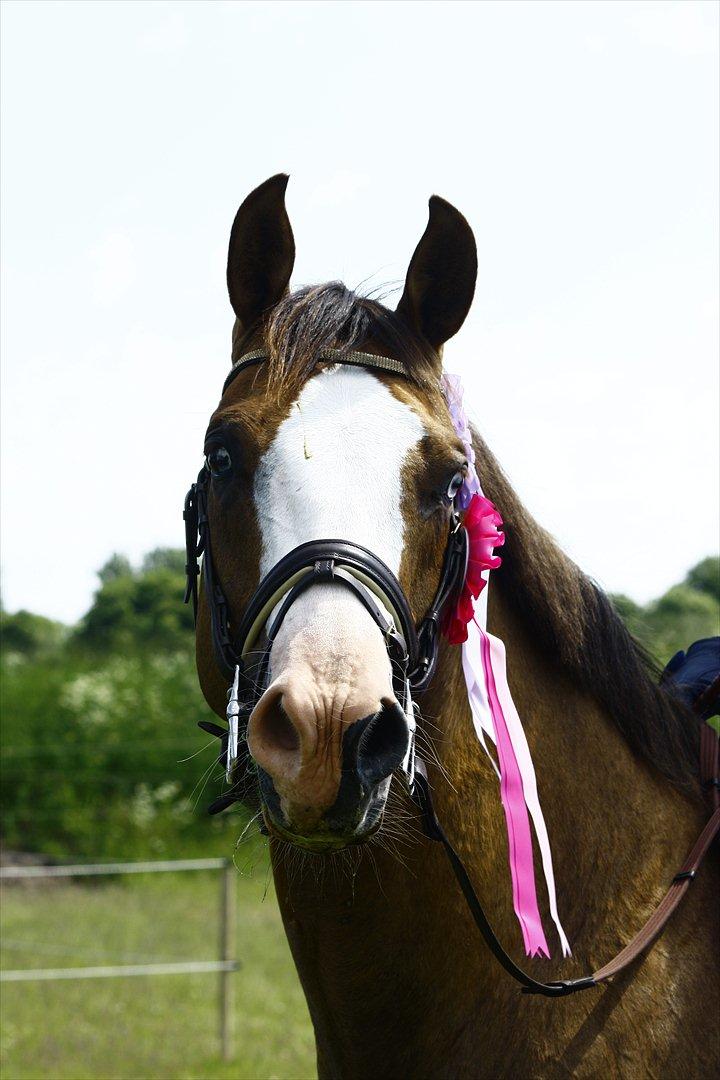 Quarter Frontiers Four Socks billede 5