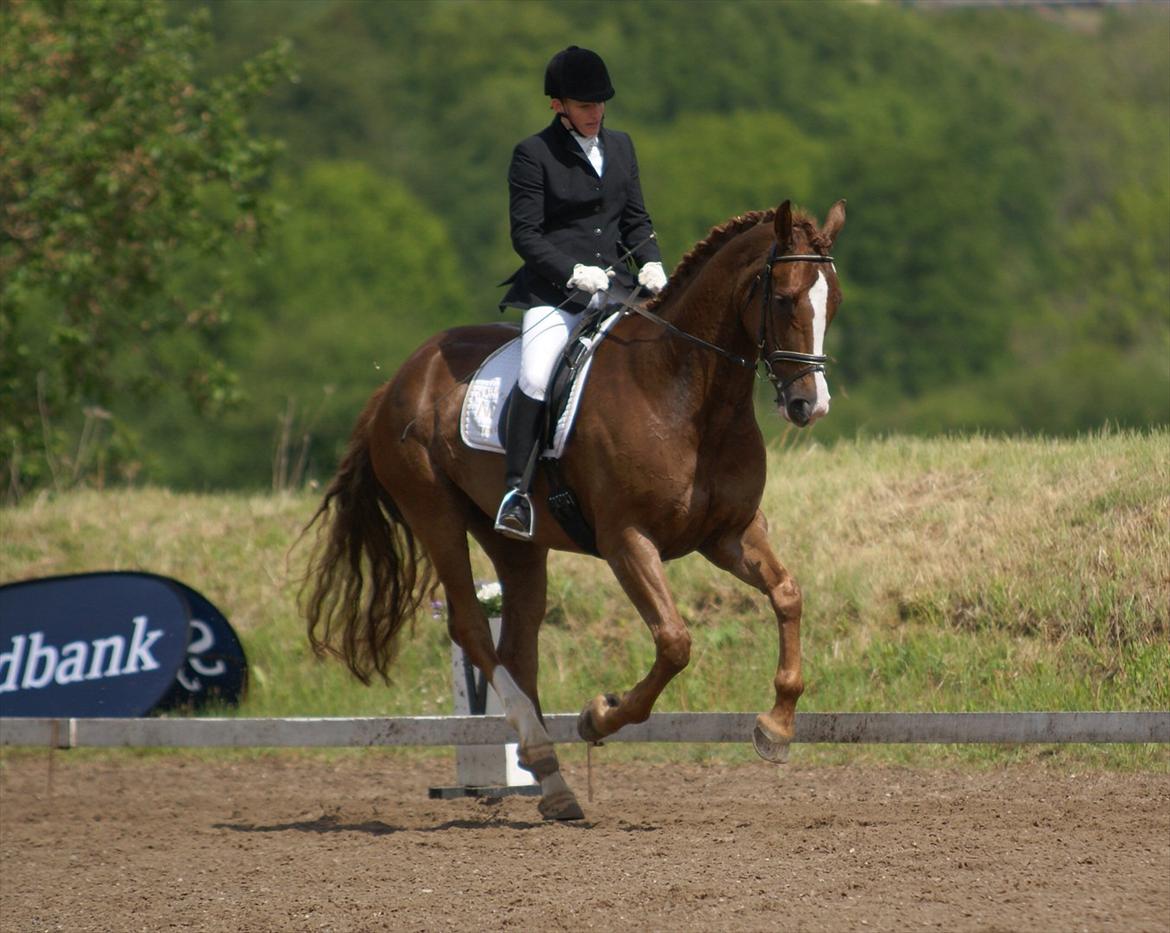 Dansk Varmblod Dana billede 9