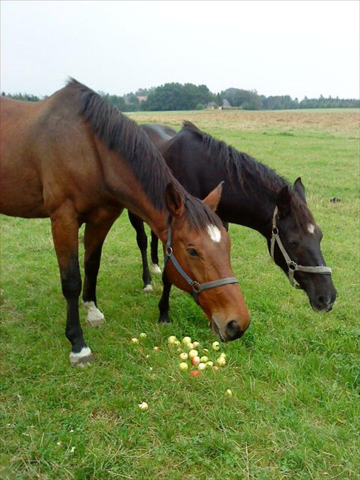 Fransk Varmblod Gamale- ( Busse mann ) - Bussa og Ditte står og spiser æbler sammen ;D billede 20