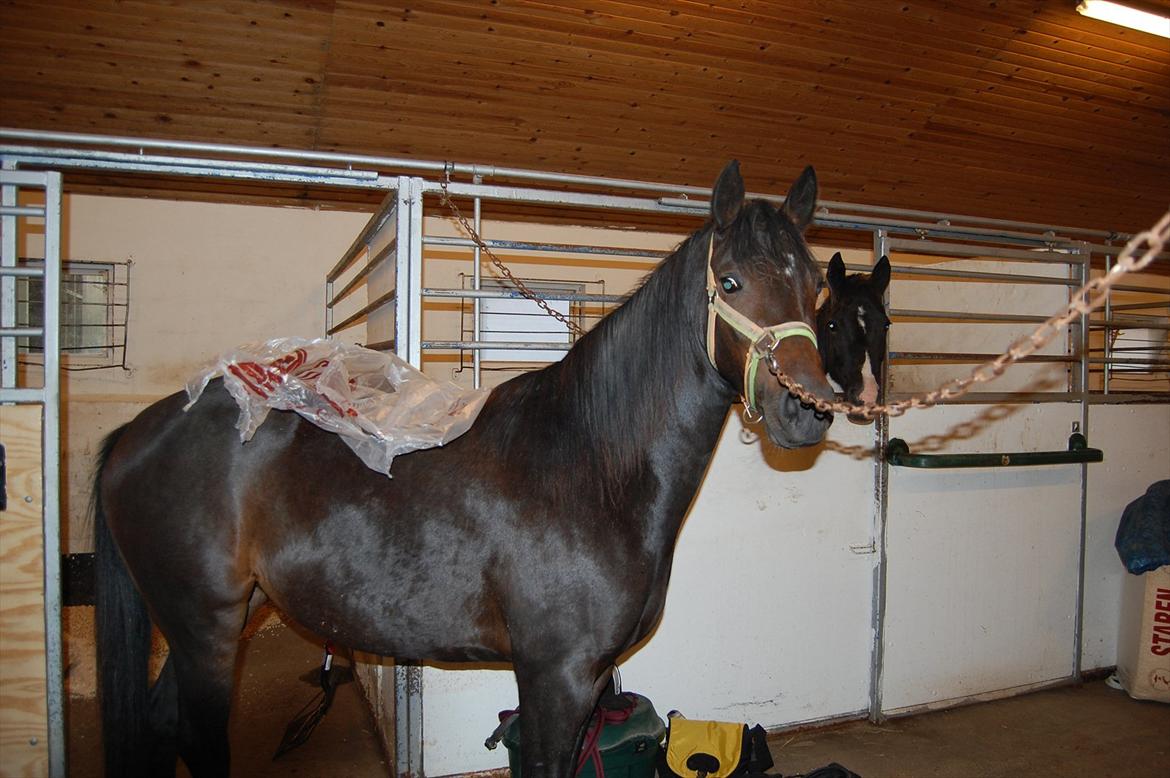 Pinto Storgaards Isabella - Hygge i stalden sommer 2011 billede 3