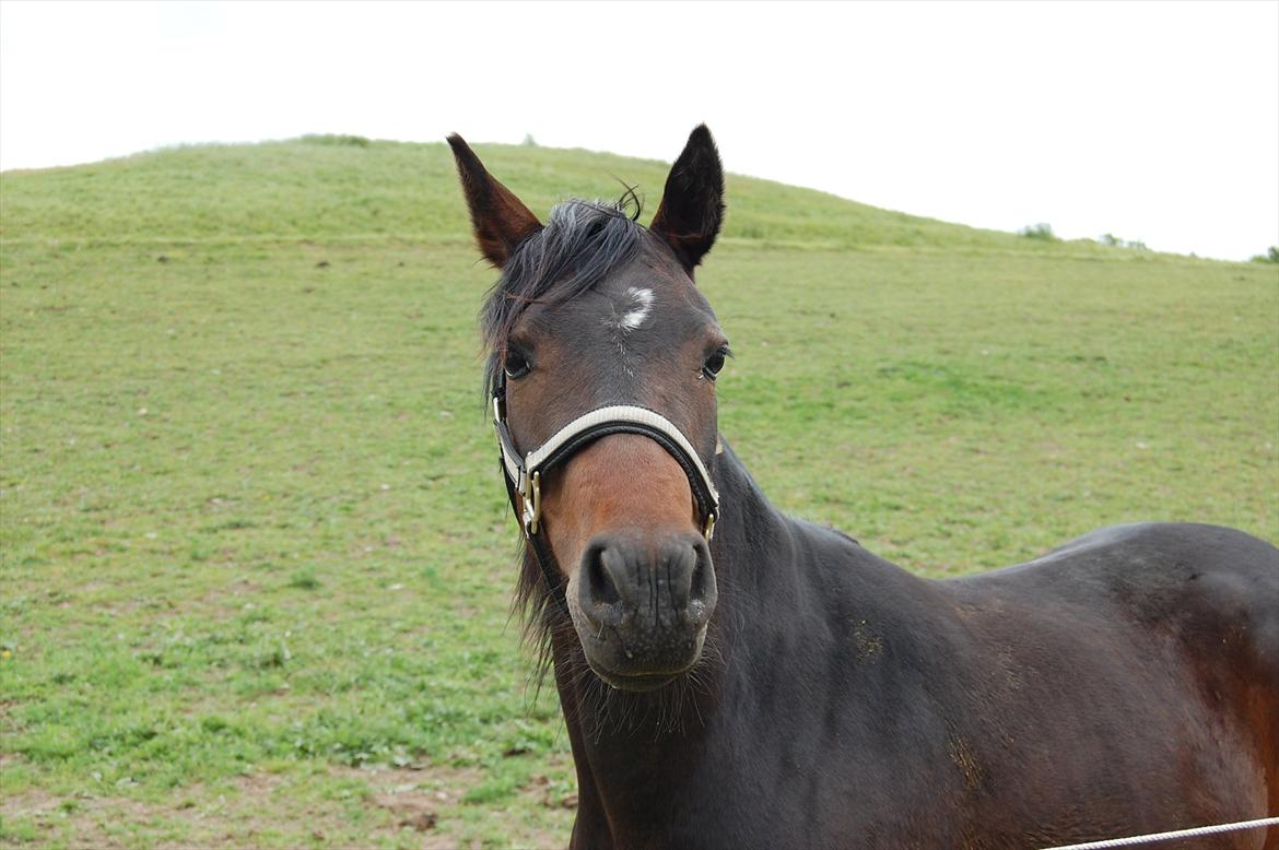 Pinto Storgaards Isabella - Følle sommeren 2011 billede 2