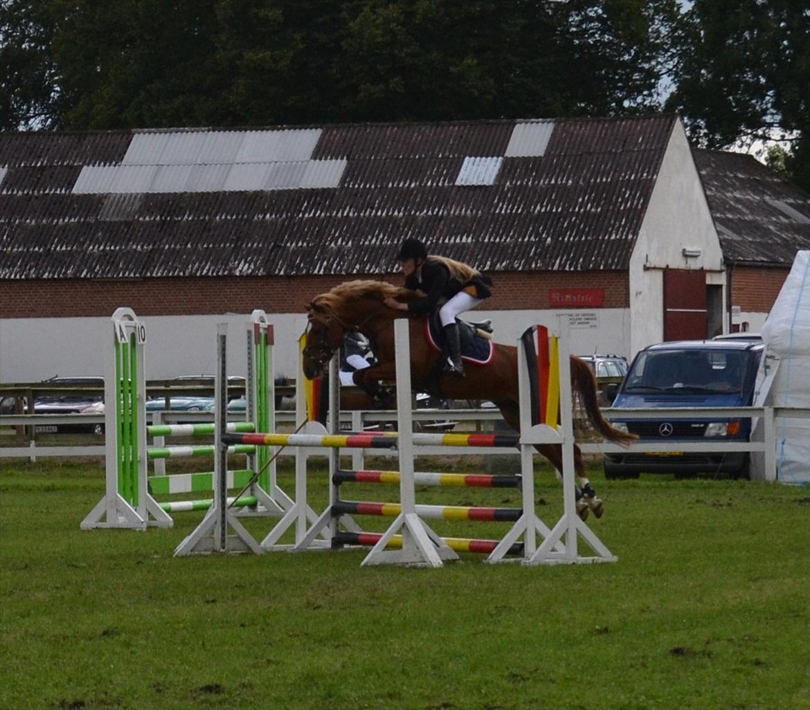 Anden særlig race Westergaard's Gabbi |B-PONY| Solgt - MB distrekts mesterskab 2011<33 du lige lidt sej!<3
foto: Sara B Andersen :D<3 billede 12