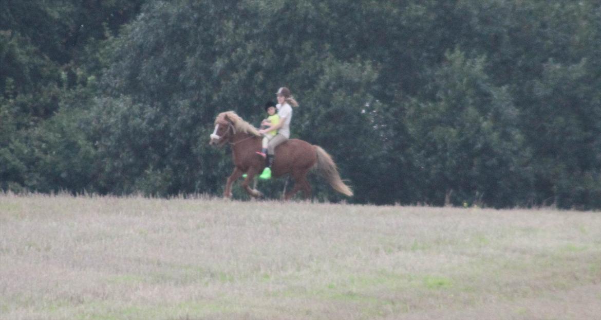 Islænder Idun fra Dynt - galop på stupmark, med lillebror den 4. september. billede 11