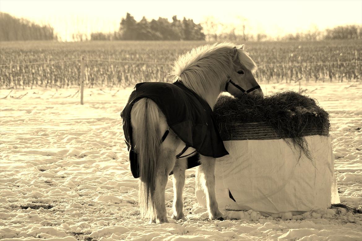 Fjordhest Odin - Odin i vinters<3. billede 8