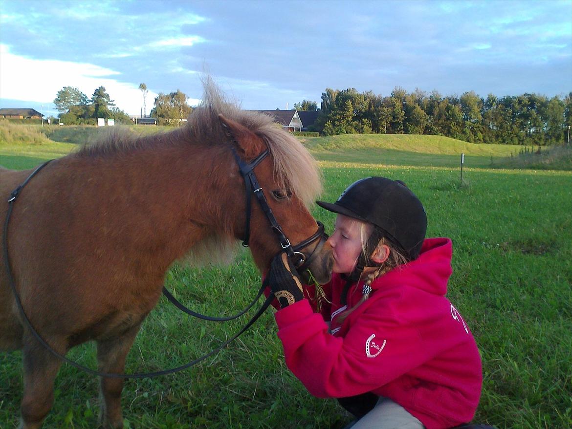 Shetlænder Bella. - Jeg elsker dig billede 4