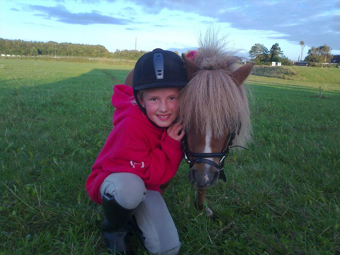 Shetlænder Bella. - Velkommen til Bella's profil billede 3