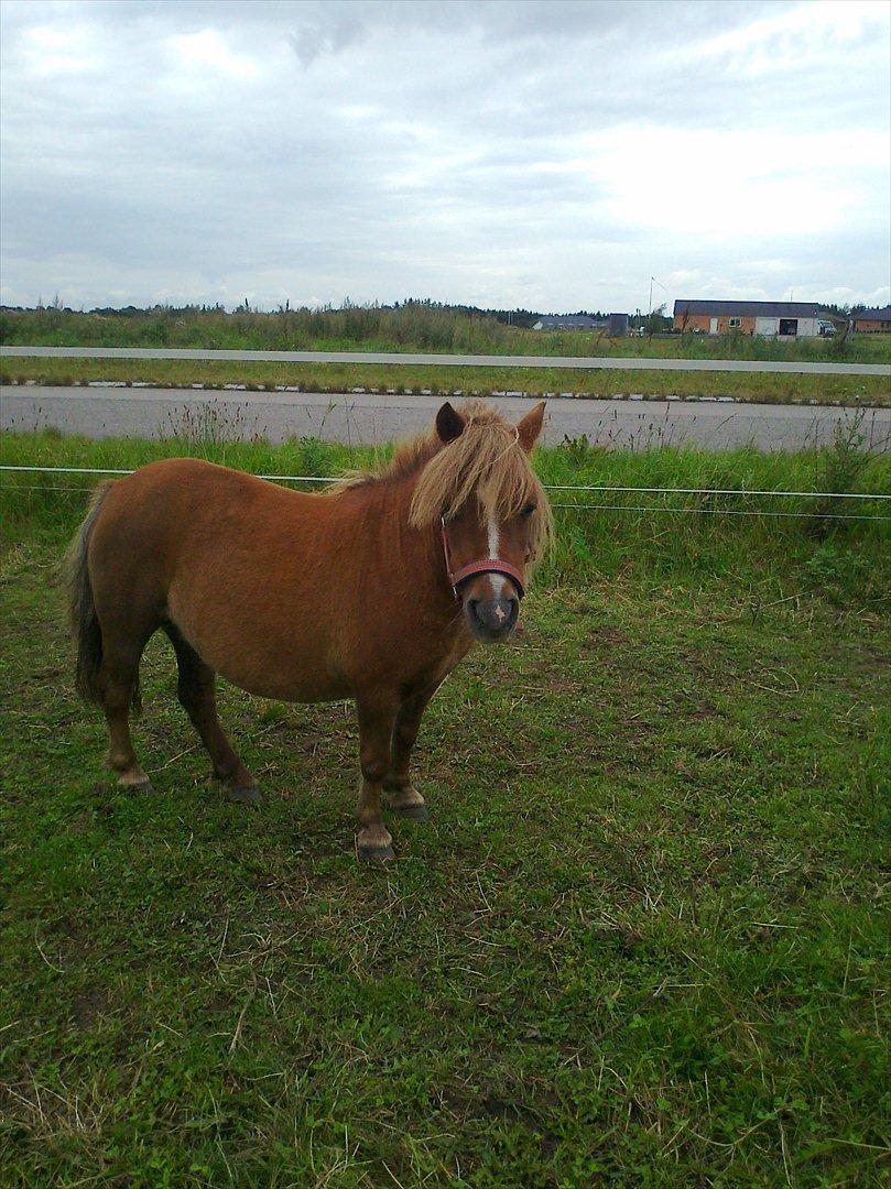 Shetlænder Bella. - davs har du gotter billede 11