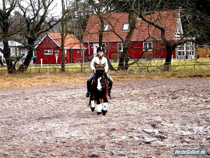 Islænder & shetlænder blanding Mio<3mit evige savn<3!)': billede 11
