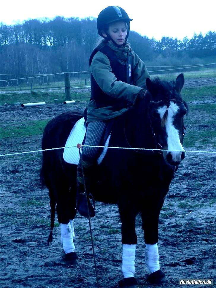 Islænder & shetlænder blanding Mio<3mit evige savn<3!)': billede 12