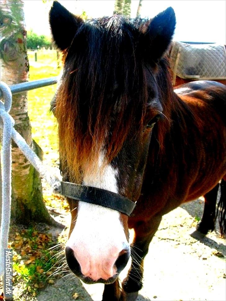 Islænder & shetlænder blanding Mio<3mit evige savn<3!)': billede 14