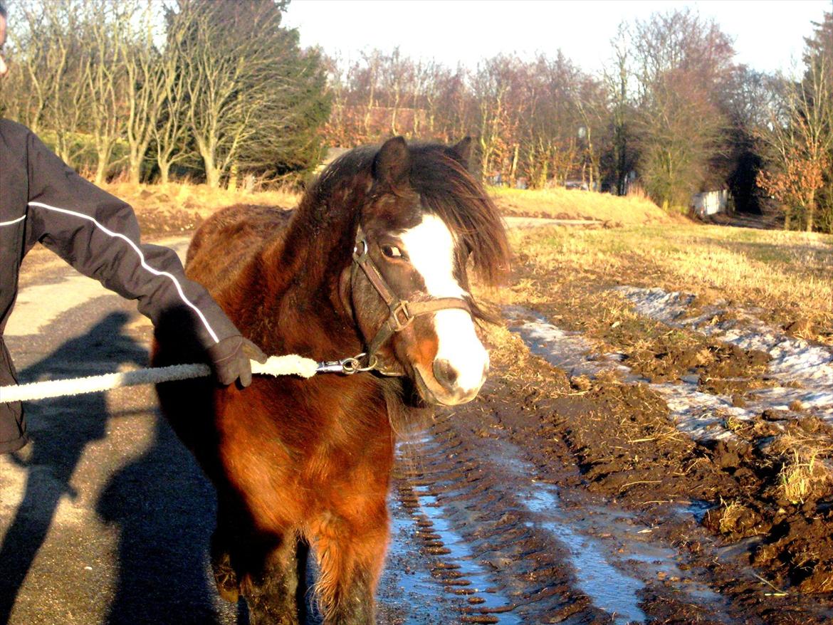 Islænder & shetlænder blanding Mio<3mit evige savn<3!)': billede 18
