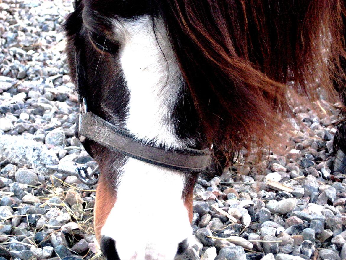 Islænder & shetlænder blanding Mio<3mit evige savn<3!)': billede 1
