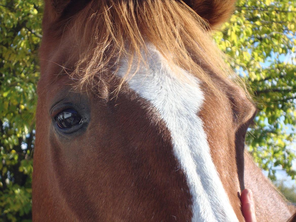 Anden særlig race WhiteSocks - i will always love you.<3 billede 20