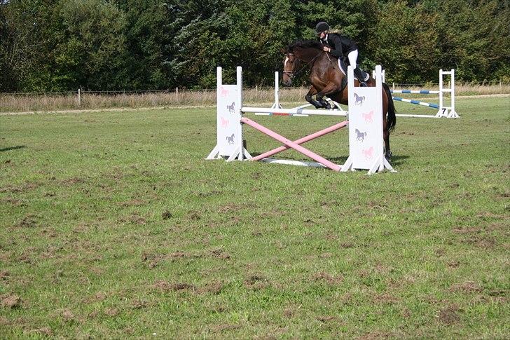 Anden særlig race Stensgaardens mistral - hans andet stævne, i Astrup<3 billede 16