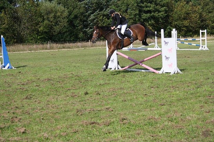 Anden særlig race Stensgaardens mistral - okay bagben!:* billede 17