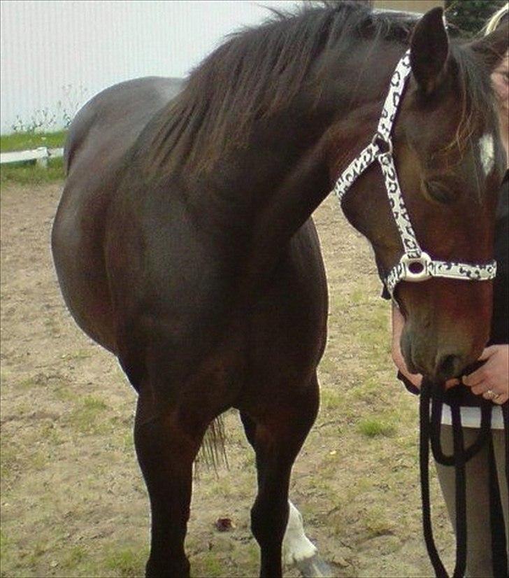 Traver Bella Donna billede 1